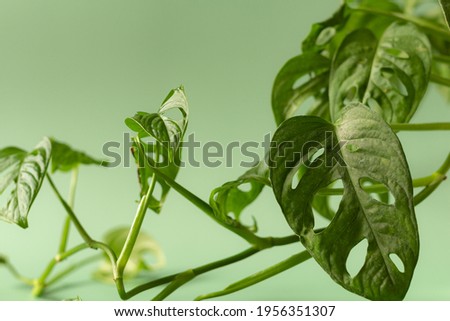 Beautiful monstera flower on a green background. The concept of minimalism. Monstera Monkey Mask or Monstera obliqua.
