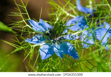 Nigella damask, love-in-the-mist, ragged lady or devil in the bush, mainly used as an ornamental plant. Therefore, it is often grown to decorate bouquets, looks good on alpine slides, rockeries