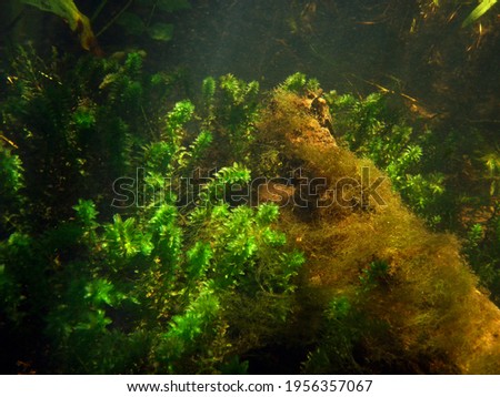 Landscape with underwater plants in the river