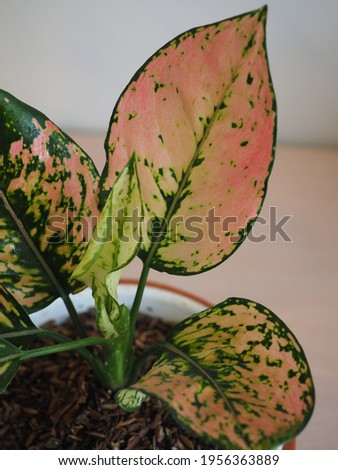 Close up and selective focus of Aglaonema leaf, known as Chinese evergreens a genus of flowering plants in the arum family, Araceae. Native to tropical and subtropical regions of Asia and New Guinea. 