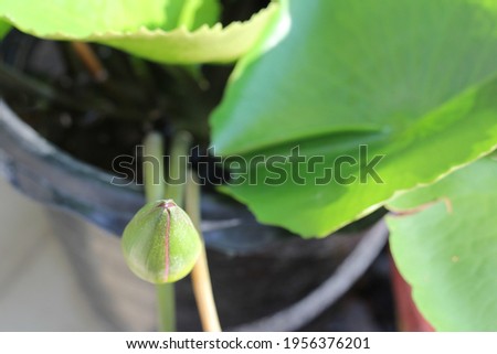 The only flower bud of Lotus stay on black plastic pot , which have water inside and have green leaves Lotus right side of picture . 