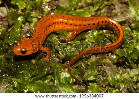Carolina Sandhills Salamander, Eurycea arenicola, endemic to North Carolina Sandhills Region
