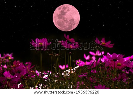 Cosmos flowers silhouette with full moon in the night.