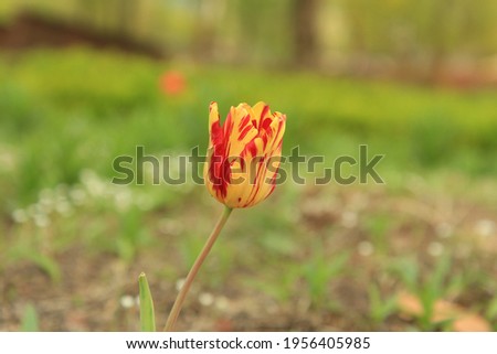 Tulip of Iris Garden in Seoul. 