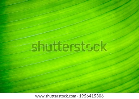 Close up green banana leaf, texture background of backlight fresh moment concept.