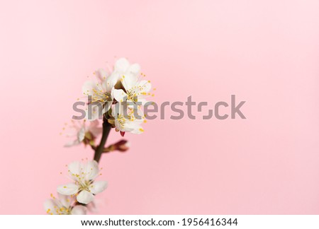Branch with apricot flowers on a delicate pink background. Small spring flowers with white petals and yellow stamens. Place for your text. 