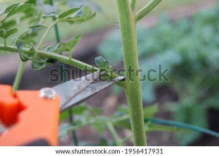 Trimming a sucker off a tomato plant stem. Royalty-Free Stock Photo #1956417931