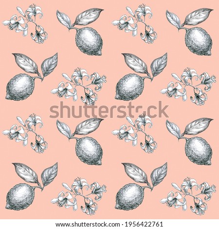 Seamless Pattern with Lemon Flowers. Sketch of Lemon tree Flowers, Leaves and Fruit on Pink Background.. Black and White hand line drawn. Botanical illustrations vintage