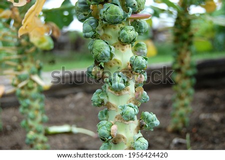 Brussels sprouts readying for harvesting outdoors organic garden. Royalty-Free Stock Photo #1956424420
