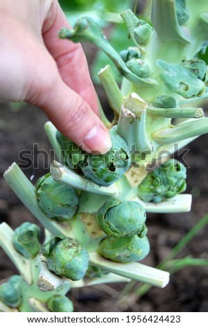 Brussels sprouts readying for harvesting outdoors organic garden. Royalty-Free Stock Photo #1956424423