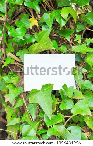 Mockup of a white rectangular greeting card decorated with green ivy leaves on  trees in the forest, vertical