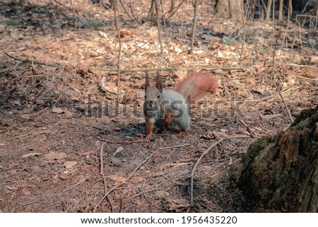 The squirrel walks through the woods. Little squirrel looking for food in the forest