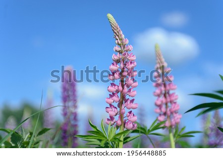 PINK AND PURPLE LUPINES ON A GREEN MEADOW BACKGROUND