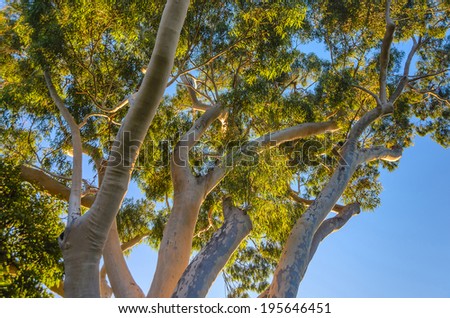 Australian Ghost gum tree sunrise Royalty-Free Stock Photo #195646451
