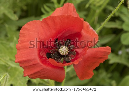 Papaver rhoeas Flanders corn field or common poppy beautiful flower of intense red color with black stamens, green buds with spiky bristles and green capsule with purple pollen green background