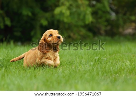 Amazing, newborn and cute red English Cocker Spaniel puppy detail. Small and cute red Cocker Spaniel puppy running in the green grass, morning sun. Green background. Royalty-Free Stock Photo #1956471067