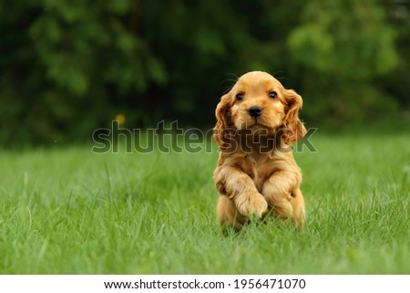 Amazing, newborn and cute red English Cocker Spaniel puppy detail. Small and cute red Cocker Spaniel puppy running in the green grass, morning sun. Green background. Royalty-Free Stock Photo #1956471070