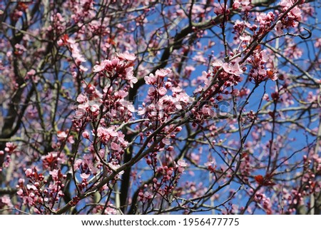 Beautiful cherry and plum trees in blossom during springtime with colorful flowers.