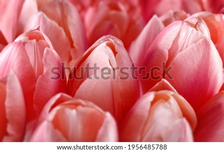 Tulip. Beautiful tulips colorful flowers bouquet