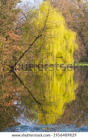 Calm surface of the pond. Above the surface are the branches of the willow tree. The trees are reflected on the surface.