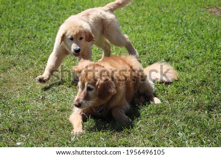 Puppy and mom wrestle in the grass of the back yard.