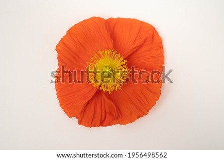Beautiful fresh orange poppy bloom