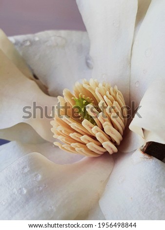 Spring flower magnolia white and pink