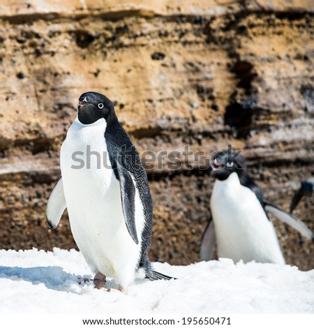 Adelie penguin (Pygoscelis adeliae) walks on the snow