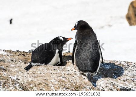 Couple of the cute Gentoo Penguins (Pygoscelis papua) in a nest on the Antarctic coast