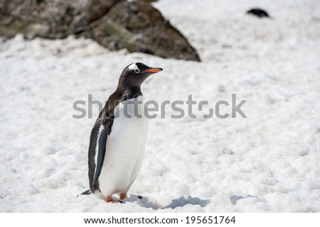 Gentoo Penguin (Pygoscelis papua) in Antarctica
