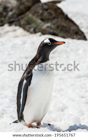 Gentoo Penguin (Pygoscelis papua) in Antarctica