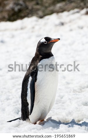 Close up of a Gentoo Penguin (Pygoscelis papua) in Antarctica on the white snow
