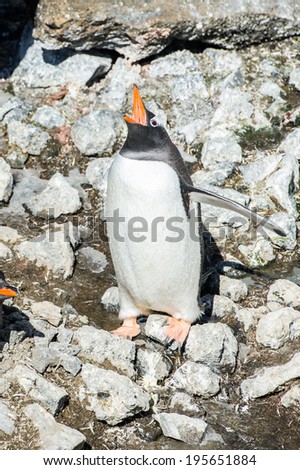 Couple of the Gentoo Penguins (Pygoscelis papua) in Antarctica