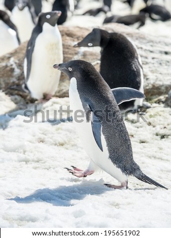 Adelie penguin (Pygoscelis adeliae) runs on the snow