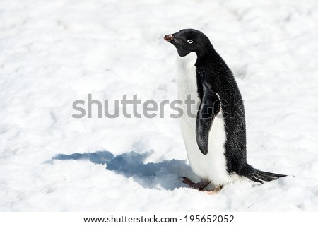 Adelie penguin (Pygoscelis adeliae) on the snow