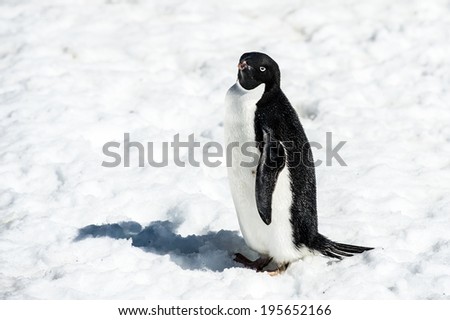 Adelie penguin (Pygoscelis adeliae) on the snow