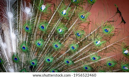 Peacock feather close up. Male Indian peafowl. Metallic blue and green plumage. Quill feathers. Natural pattern with eyespots. Beauty in nature.