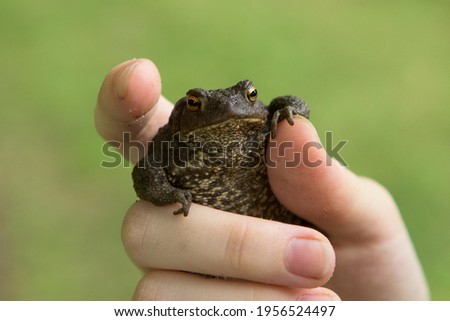 A small frog or toad with warts in the hands of a person. Funny toad meme.