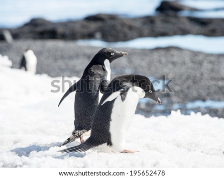 Group of the Adelie penguins (Pygoscelis adeliae) on the Antarctic coast