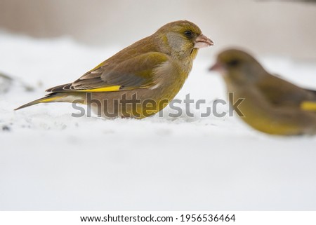 European greenfinch (Chloris chloris). Small songbird with fresh yellow color body standing on snowy ground. White soft diffused background. First snow. Dominant male. Wild europe. 