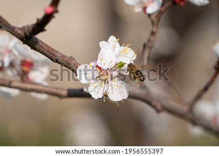flowering tree in spring in the garden