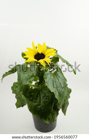 helianthus annuus in pot with white background