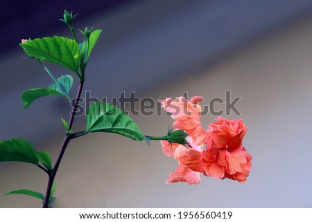Peach Poodle Tail Hibiscus flower tree