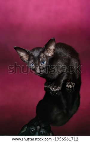 Solid black kitten of oriental cat breed is sitting at glossy surfase against purple background. Studio portrait.