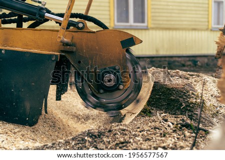 Removal of a tree stump using a stump cutter and cutting or grinding into fine chips. On a spring, sunny day. Royalty-Free Stock Photo #1956577567
