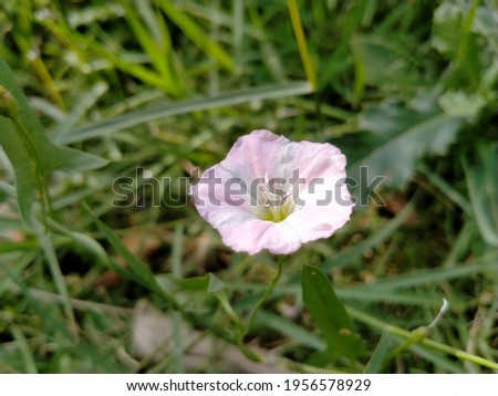 Close up of bindweed flower. Bindweed flower with blurred background. Convolvulus scammonia. Japanese bindweed. Morning glory flower. False bindweed. Honey melon flower with selective focus on subject