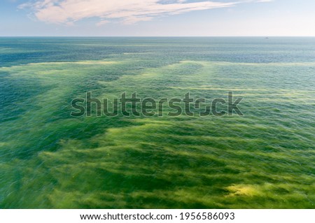 Blooming cyanobacteria in the Baltic Sea Royalty-Free Stock Photo #1956586093