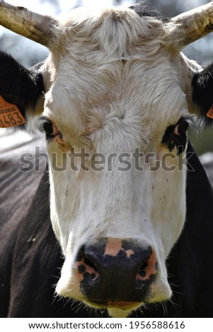 a cow head  in close up 