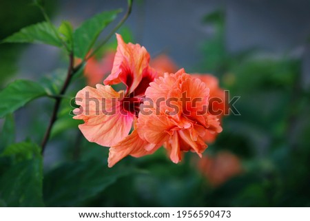 Peach Poodle Tail Hibiscus Flower with bokeh background