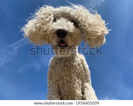 Close up of white standard poodle dog looking down at camera isolated on blue sky background 
